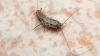 234530 – Photo : Xavier Herrier – France (14)